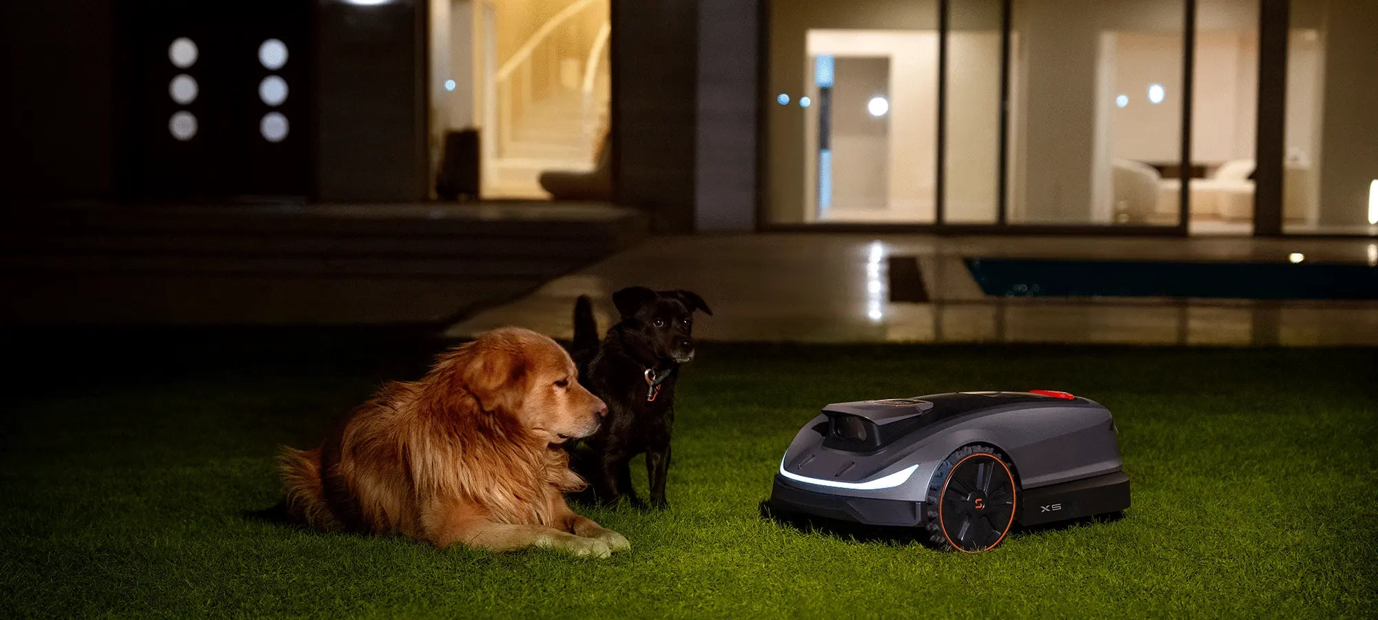 Two dogs watching a robot lawn mower on grass at night.